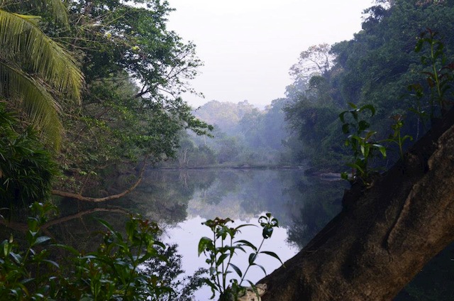 印度喀拉拉邦的卡利亚尔河