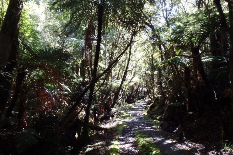 新西兰科普兰徒步旅行让你沉浸在森林和自然之中