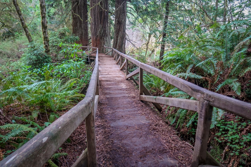 一座木桥横跨在茂密的雨林中的草原溪游客中心附近