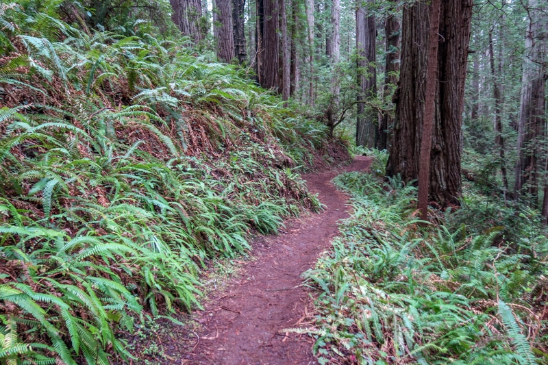 詹姆斯·欧文小径蜿蜒穿过一片长满蕨类植物的草原溪红杉森林