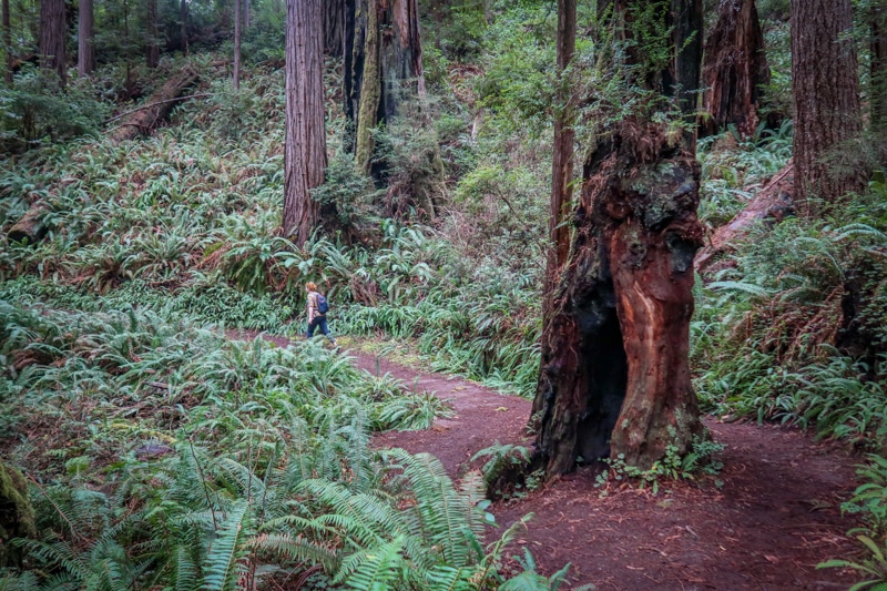 一个孤独的徒步旅行者沿着詹姆斯·欧文步道走到芬峡谷环线，高耸的红杉树使他相形见绌。