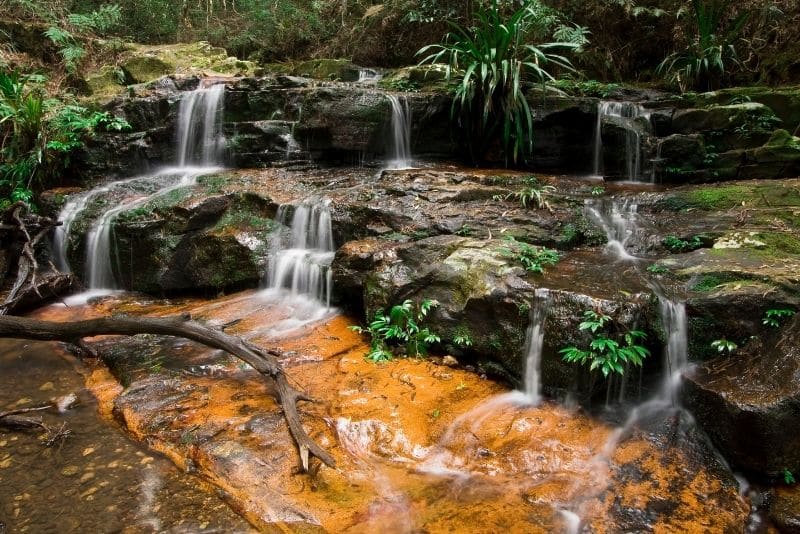 拉明顿国家公园的盒子森林线路是澳大利亚昆士兰黄金海岸最好的徒步旅行之一