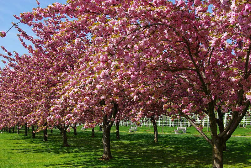 在布鲁克林植物园看樱花是独自一人在纽约做的最重要的事情之一