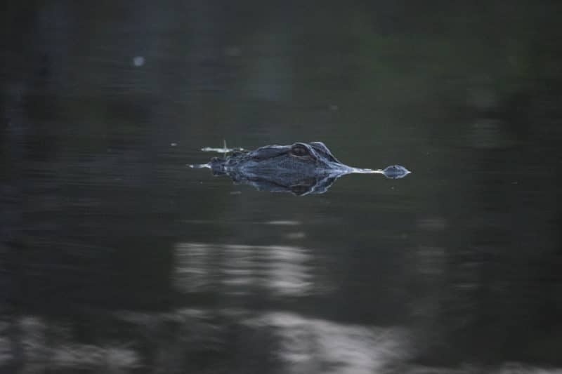 独自前往美国的大沼泽地国家公园时，看到了一只短吻鳄