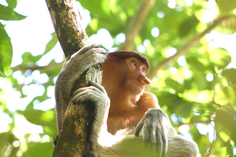 马来西亚旅行时看到猴子独奏