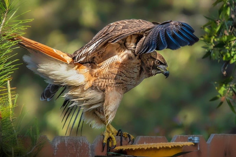 在长岛徒步旅行时看到一只红尾鹰展开翅膀